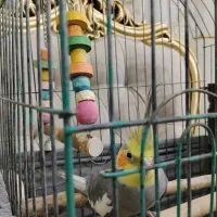 عروس هلندی نر