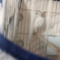 قناری نر سفید|پرنده|شیراز, شهرک مفتح|دیوار