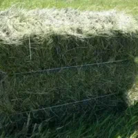 یونجه گوسفندی