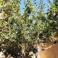 اجاره خانه ویلایی ۱۱۰ متری در جانبازان همکف