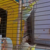 عروس هلندی مرغ عشقم مینا کاکادو ماکاعو لوتیتو|پرنده|بومهن, |دیوار