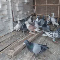 کفتر زمند|پرنده|هلالی, |دیوار