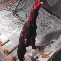 خروس|حیوانات مزرعه|بیکاه, |دیوار