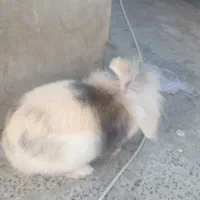 فروش خرگوش بسیار زیبا و بازیگوش|موش و خرگوش|بندر گز, |دیوار