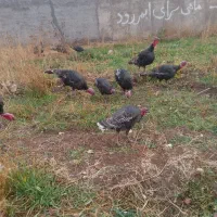 بوقلمون برنزه