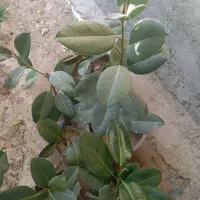 گل فیکوس|گل و گیاه طبیعی|قره قوین, |دیوار
