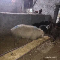 قوچ مغانی|حیوانات مزرعه|شیروان (خراسان), |دیوار