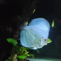 ماهی آکواریومی دیسکس