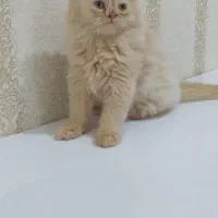 پرشین نر و ماده|گربه|بندرعباس, |دیوار