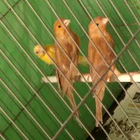 قناری سوپر سرخ