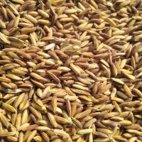 برنج اصل|خوردنی و آشامیدنی|کرمان, |دیوار