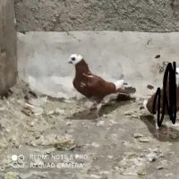تلف شده قرمز قجله
