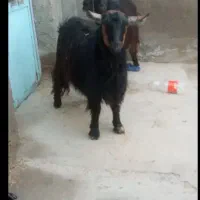 بز دو دندان گوشتی