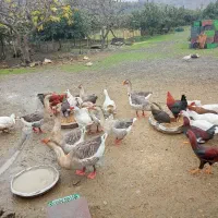 فروش غاز و بو قانون   سی سی