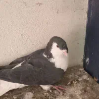 کبوتر شیخی و پلاکی|پرنده|بناب, |دیوار