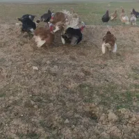 بوقلمون کرچ
