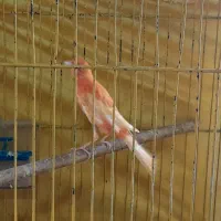 قناری جفت|پرنده|اردبیل, |دیوار