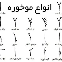 موخوره گیری روسی تخصصی|اسکان اضطراری|بروجرد, |دیوار