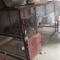 فروش قفس بزرگ