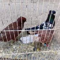 رنگه