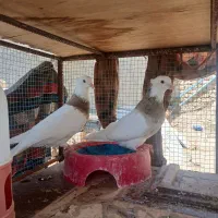 فروش قفس با کبوتر