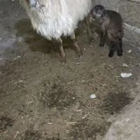 گوسفندبا بره نربفروش میرسد|حیوانات مزرعه|اهر, |دیوار