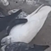 کبوتر کله دار