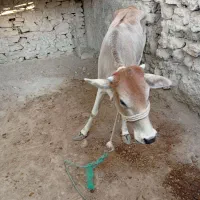 گوساله ماده|حیوانات مزرعه|قشم, |دیوار