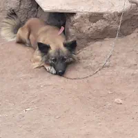 پاکوتاه|سگ|نیشابور, مازول|دیوار