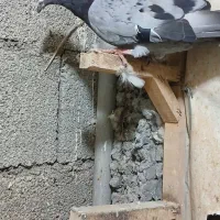 نر دوری|پرنده|دزفول, |دیوار