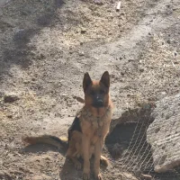 سگ ژرمن رایگان