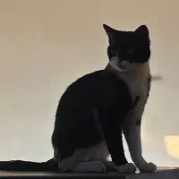 واگذاری گربه