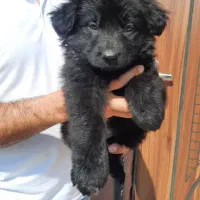 سگهای گارد کنکورسو ماستیف ، روتفایلر،ژرمن، دوبرمن|سگ|صفادشت, |دیوار