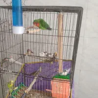 یک عدد برزیلی و ۴ عدد فنچ