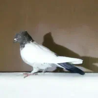 کفتر رنگی دمبی و کله دمبی و دوکتی ماده|پرنده|قم, دروازه ری|دیوار