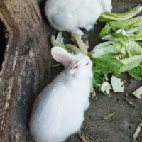 خرگوش