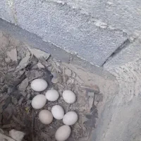 تخم مرغ ارگانیک|خوردنی و آشامیدنی|اصفهان, شاهد|دیوار