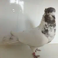 کبوتر پرشی کاشان|پرنده|کاشان, طاهرآباد|دیوار