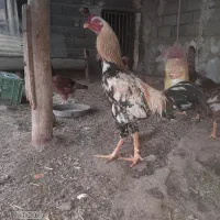 مرغ کرچ|حیوانات مزرعه|قزوین, |دیوار