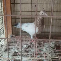 کبوتر سرور|پرنده|بهشهر, |دیوار