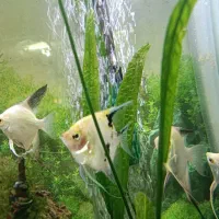 آکواریوم، لوازم جانبی وماهی تزئینی|ماهی|گنبد کاووس, |دیوار