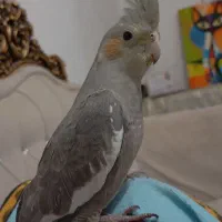 عروس هلندی گمشده|حیوانات|فسا, |دیوار