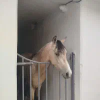 باشگاه اسب سواری|اسب و تجهیزات اسب‌سواری|تبریز, |دیوار