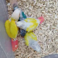 ردچیک تراکوییس