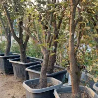 طراحی.اجرا.نگهداری گل و گیاه و درخت|خدمات باغبانی و درختکاری|تهران, درکه|دیوار