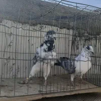 کبوتر|پرنده|اردکان, |دیوار