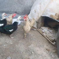 سیکا نژادی اسرائیلی اصیل