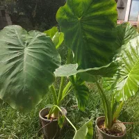 گل بابا آدم