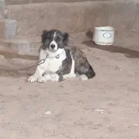 لاس گله ای|سگ|تهران, سعیدآباد|دیوار