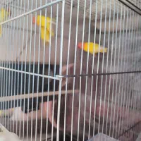 قفس کوتوله سر هلویی مولد|پرنده|خمینی‌شهر, |دیوار